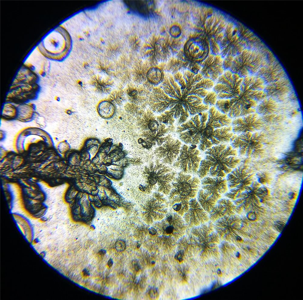 Colonias de Bacillus subtilis vistas al microscopio
