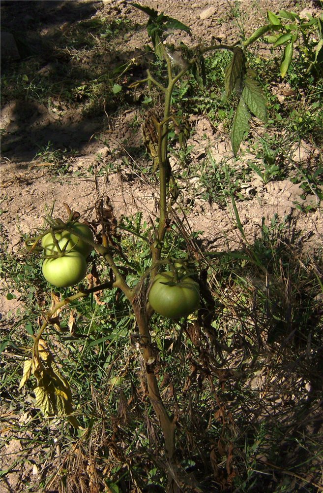 Planta de tomate marchita por Fusarium