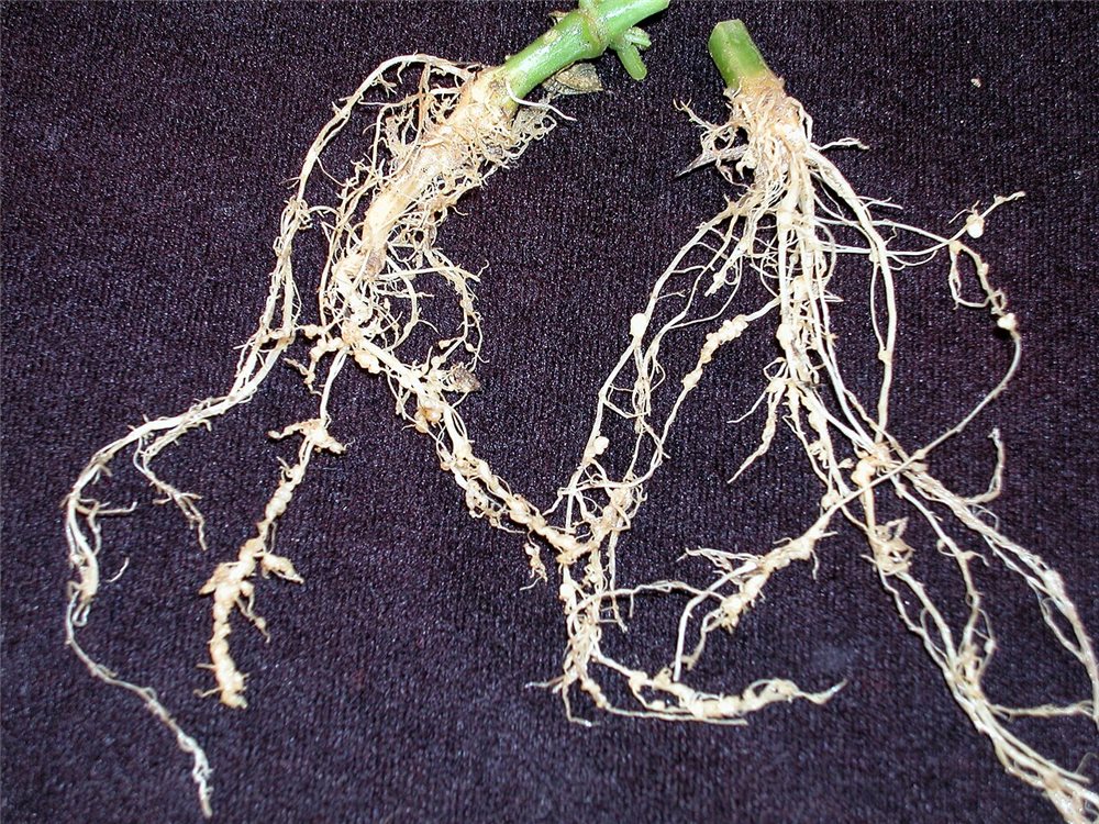 Raíces de pepino con agallas causadas por nematodos