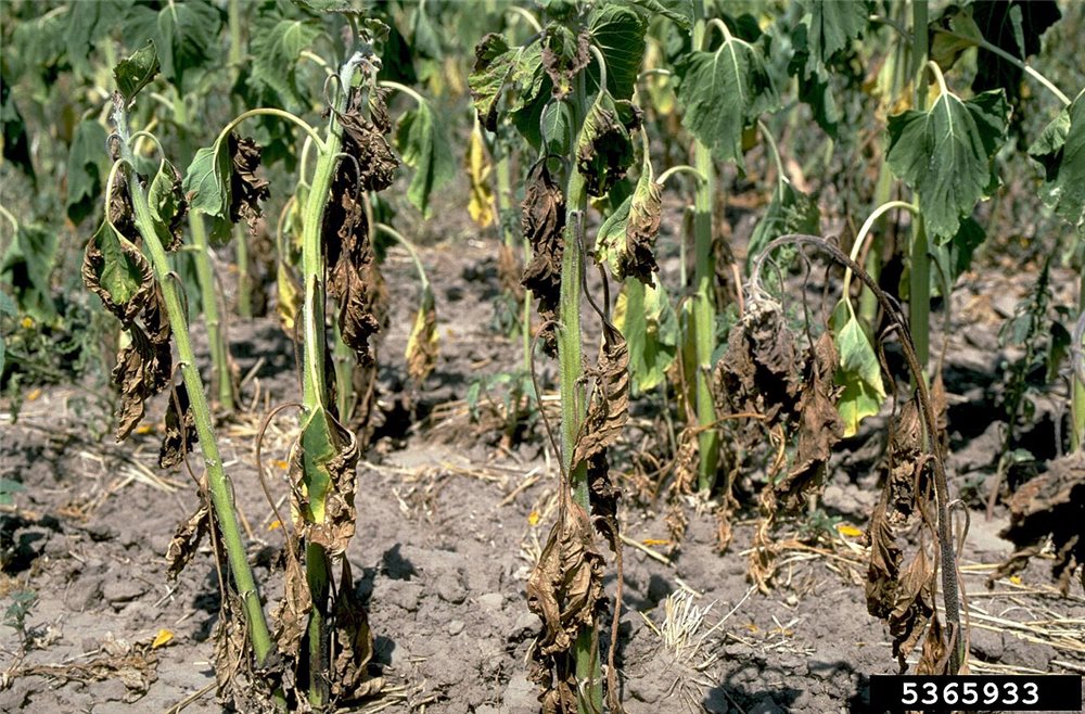 Plantas con marchitez por Verticillium en campo