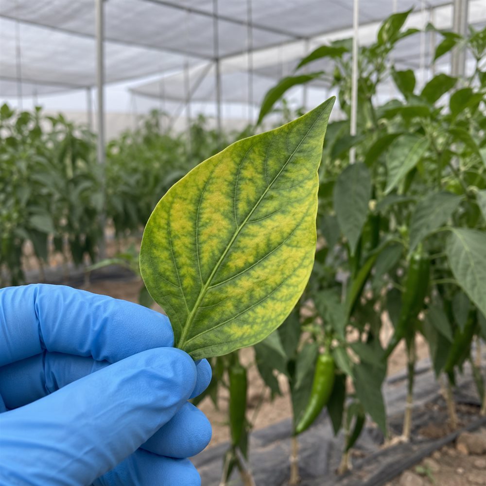 Hoja de chile con amarillamiento entre las nervaduras